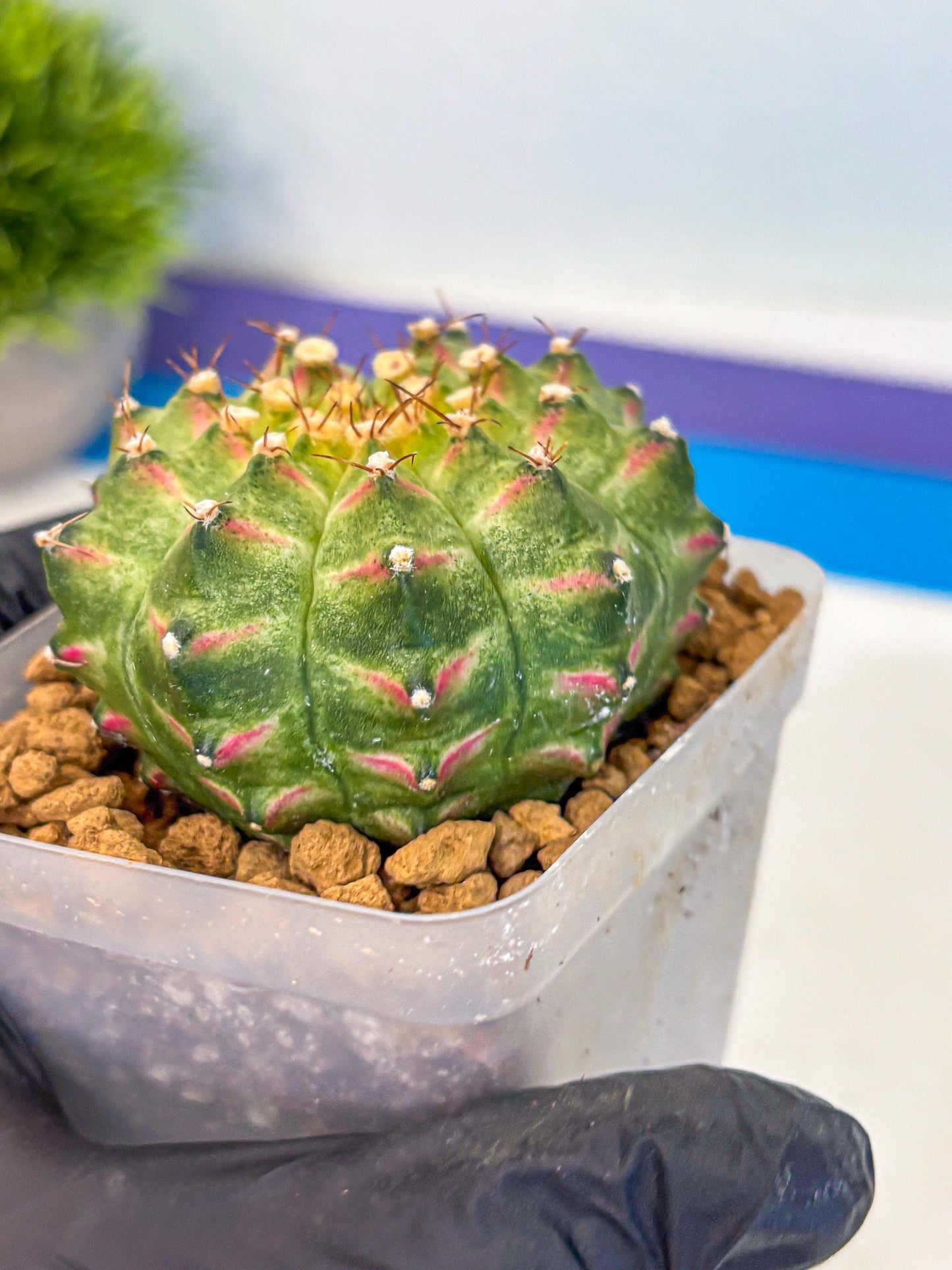 Gymnocalycium Neon (gy17) (09) | Collector’s Edition