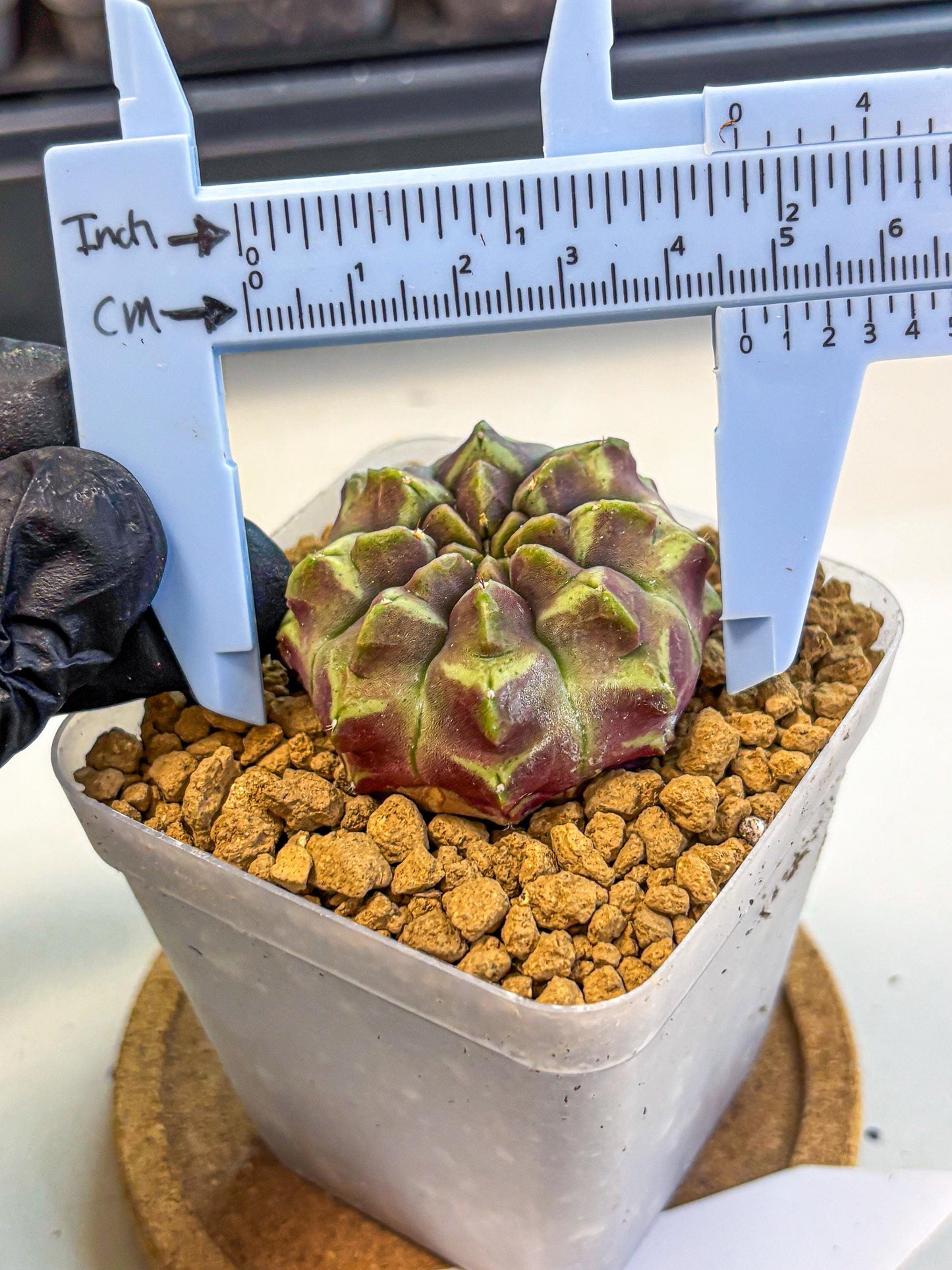 Gymnocalycium Aas Gen2 (gy17) (10) | Collector’s Edition