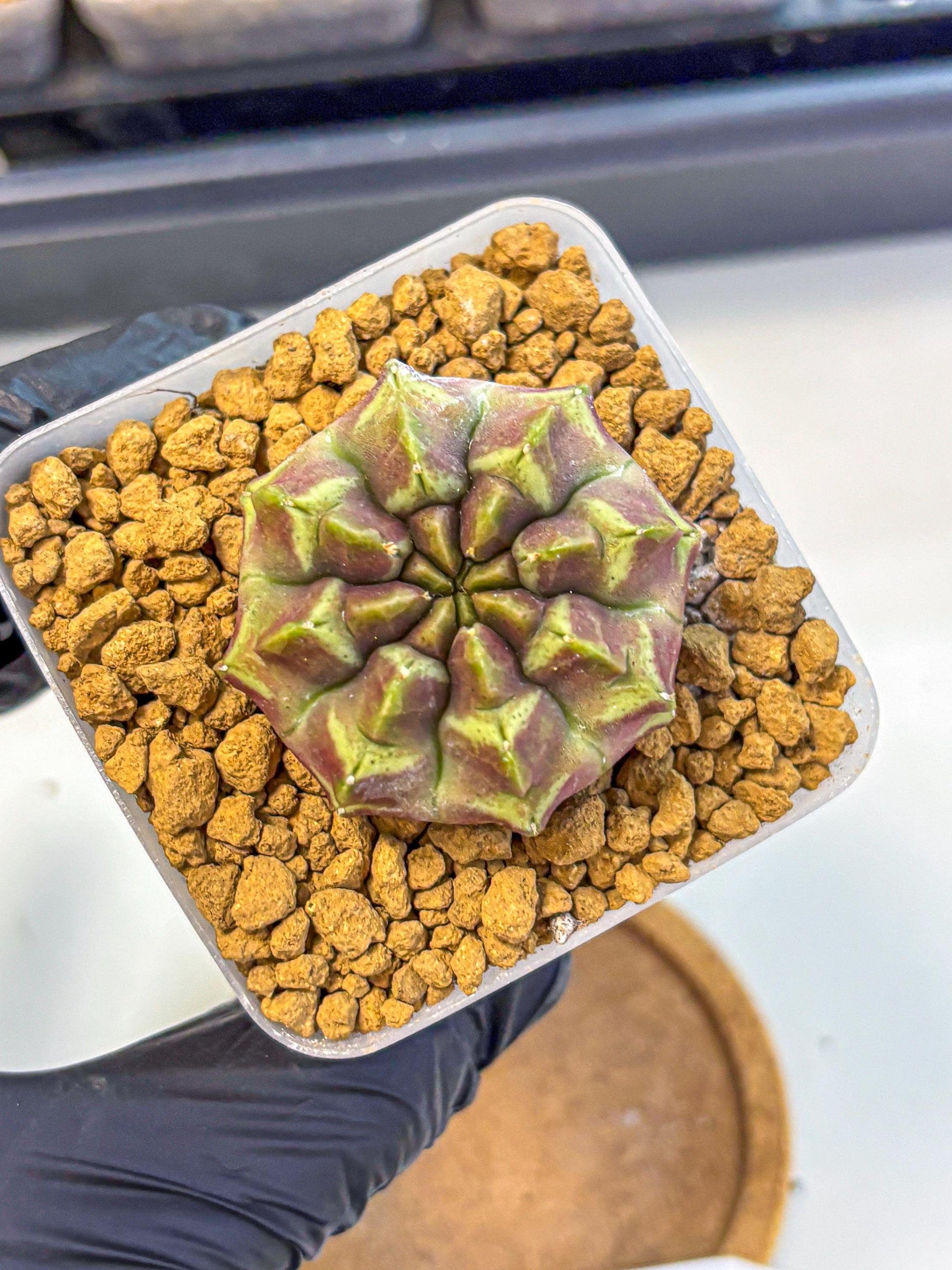 Gymnocalycium Aas Gen2 (gy17) (10) | Collector’s Edition