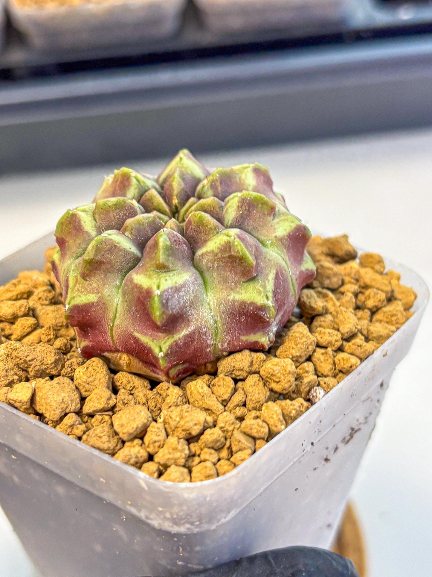 Gymnocalycium Aas Gen2 (gy17) (10) | Collector’s Edition