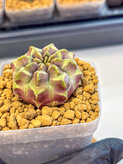 Gymnocalycium Aas Gen2 (gy17) (10) | Collector’s Edition