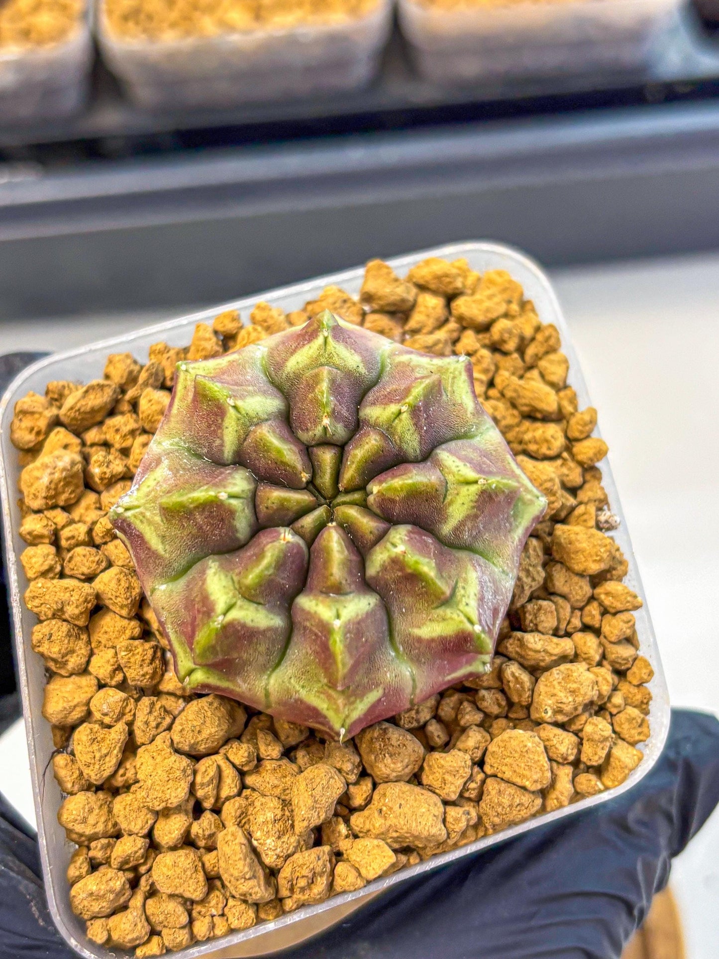 Gymnocalycium Aas Gen2 (gy17) (10) | Collector’s Edition