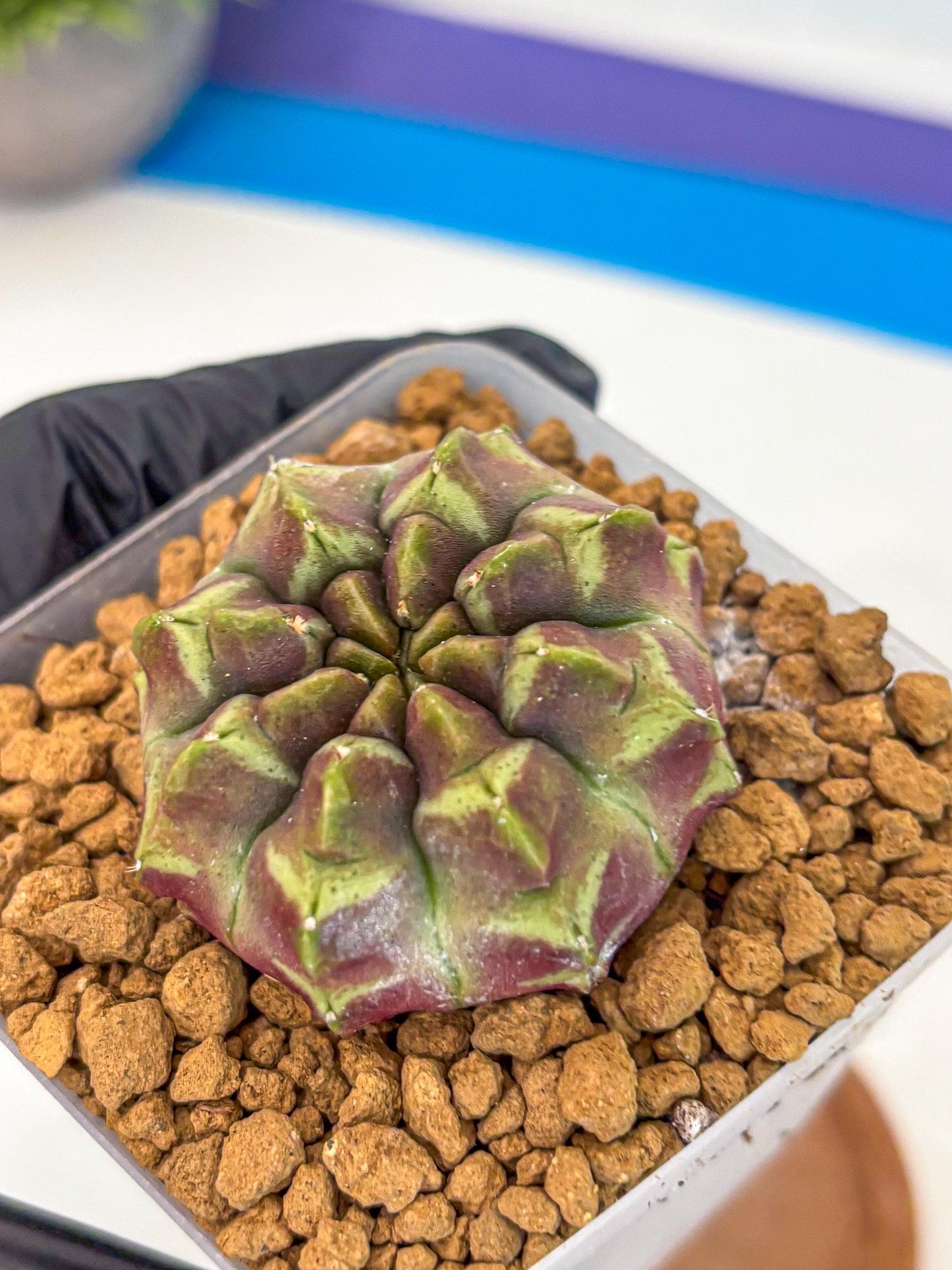 Gymnocalycium Aas Gen2 (gy17) (10) | Collector’s Edition