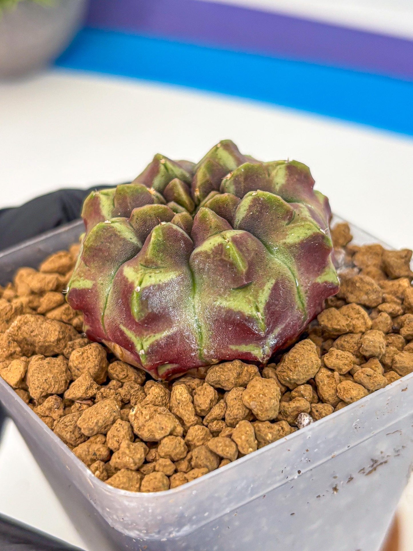 Gymnocalycium Aas Gen2 (gy17) (10) | Collector’s Edition