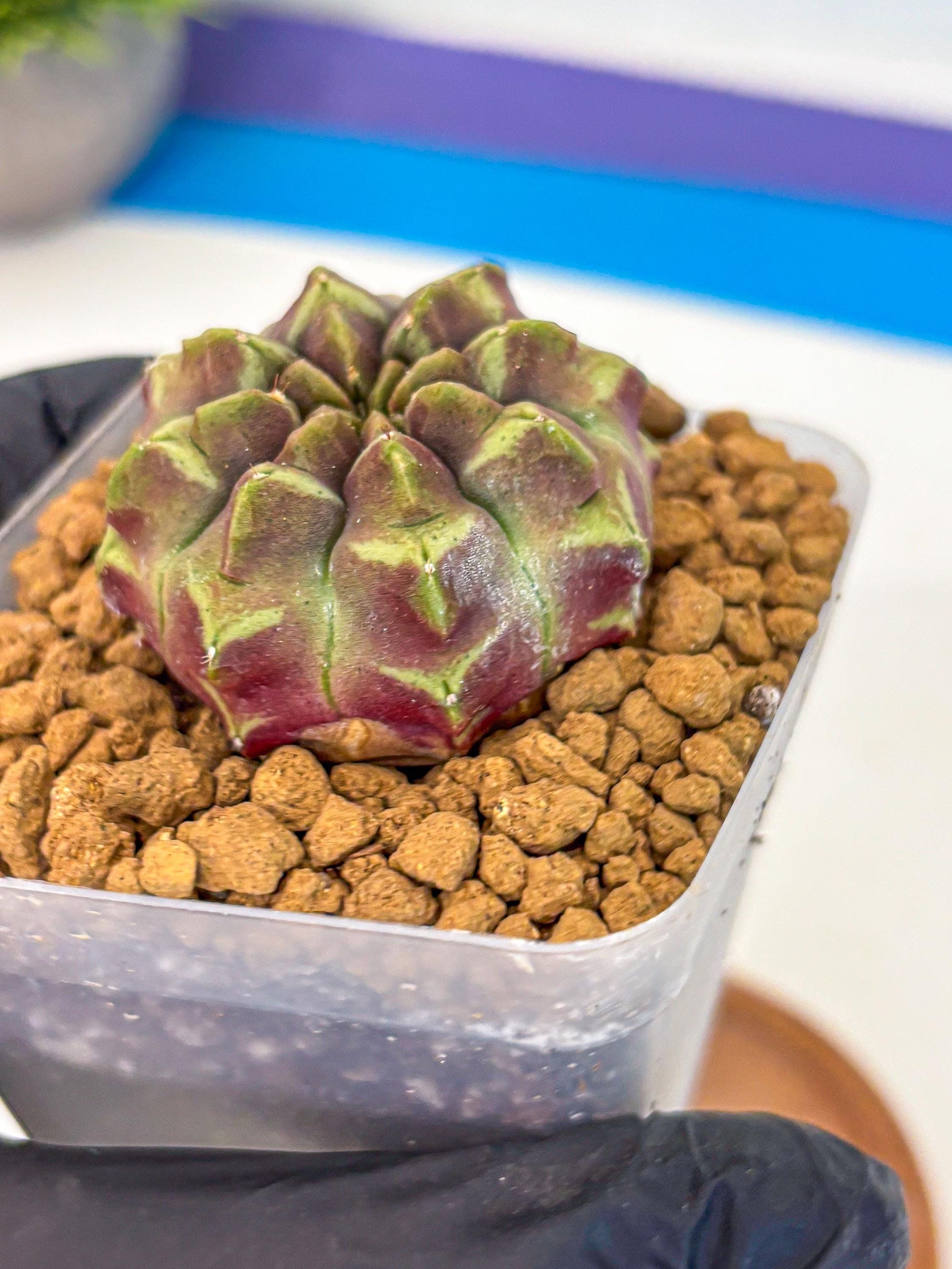 Gymnocalycium Aas Gen2 (gy17) (10) | Collector’s Edition