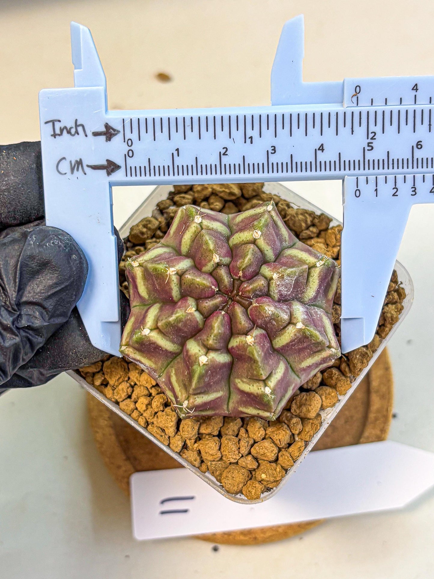 Gymnocalycium Aas Gen2 (gy17) (11) | Collector’s Edition