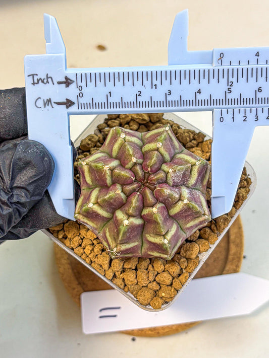 Gymnocalycium Aas Gen2 (gy17) (11) | Collector’s Edition