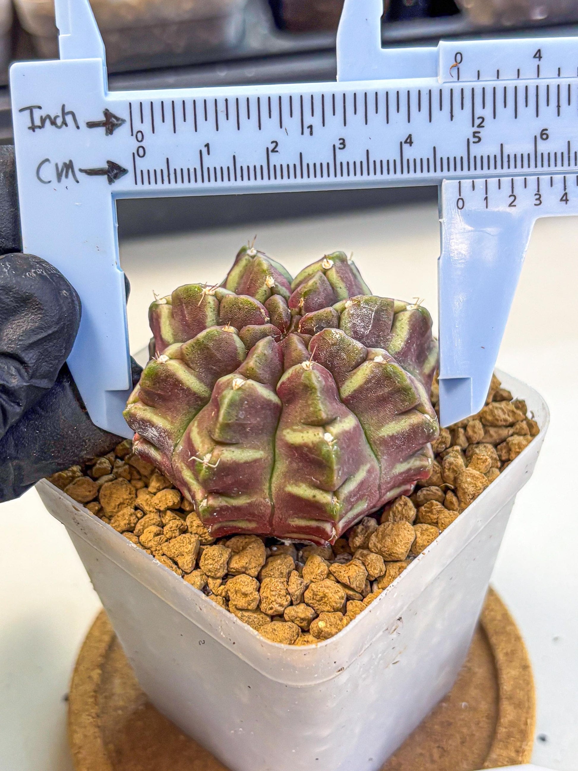 Gymnocalycium Aas Gen2 (gy17) (11) | Collector’s Edition