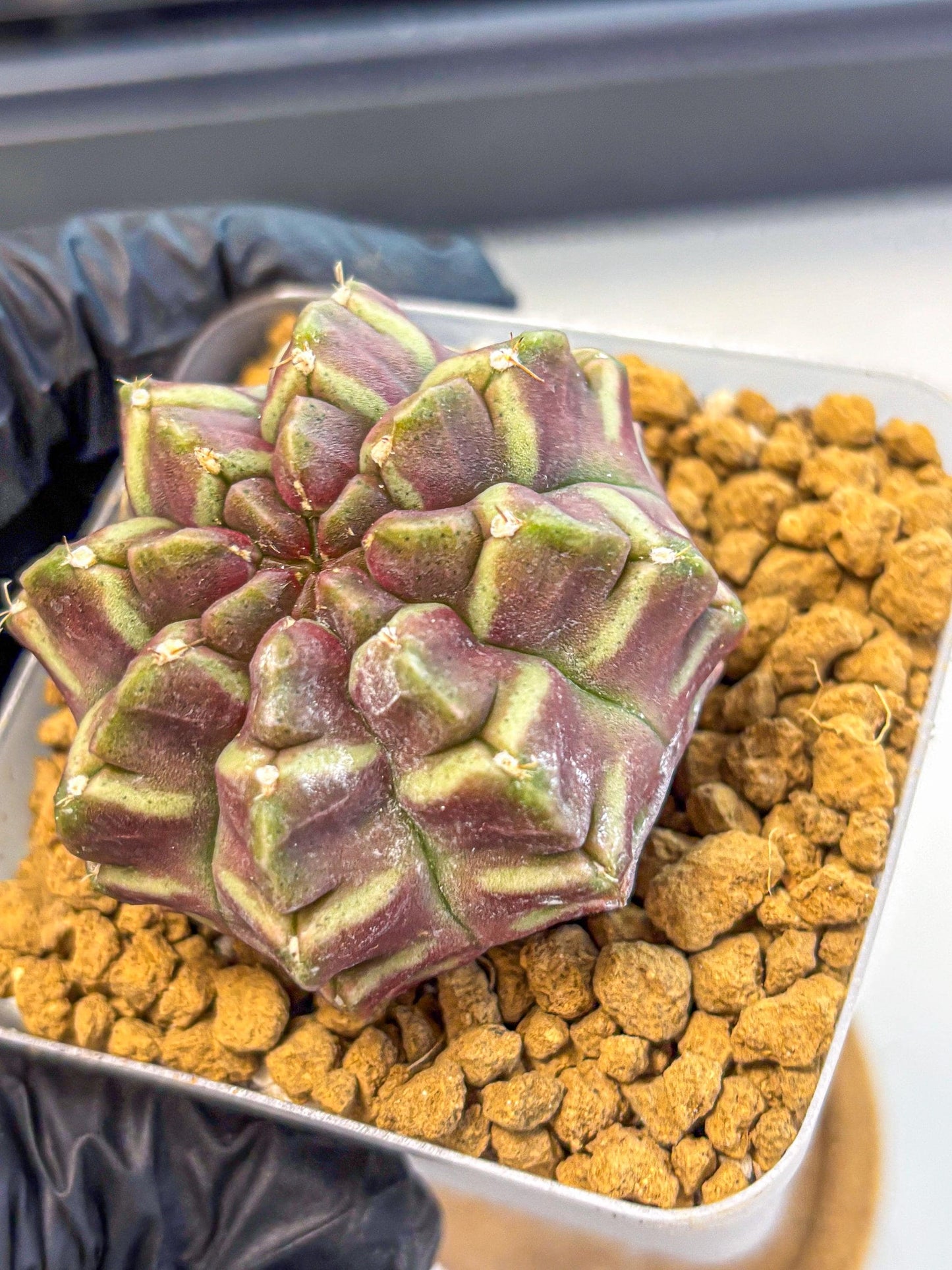 Gymnocalycium Aas Gen2 (gy17) (11) | Collector’s Edition