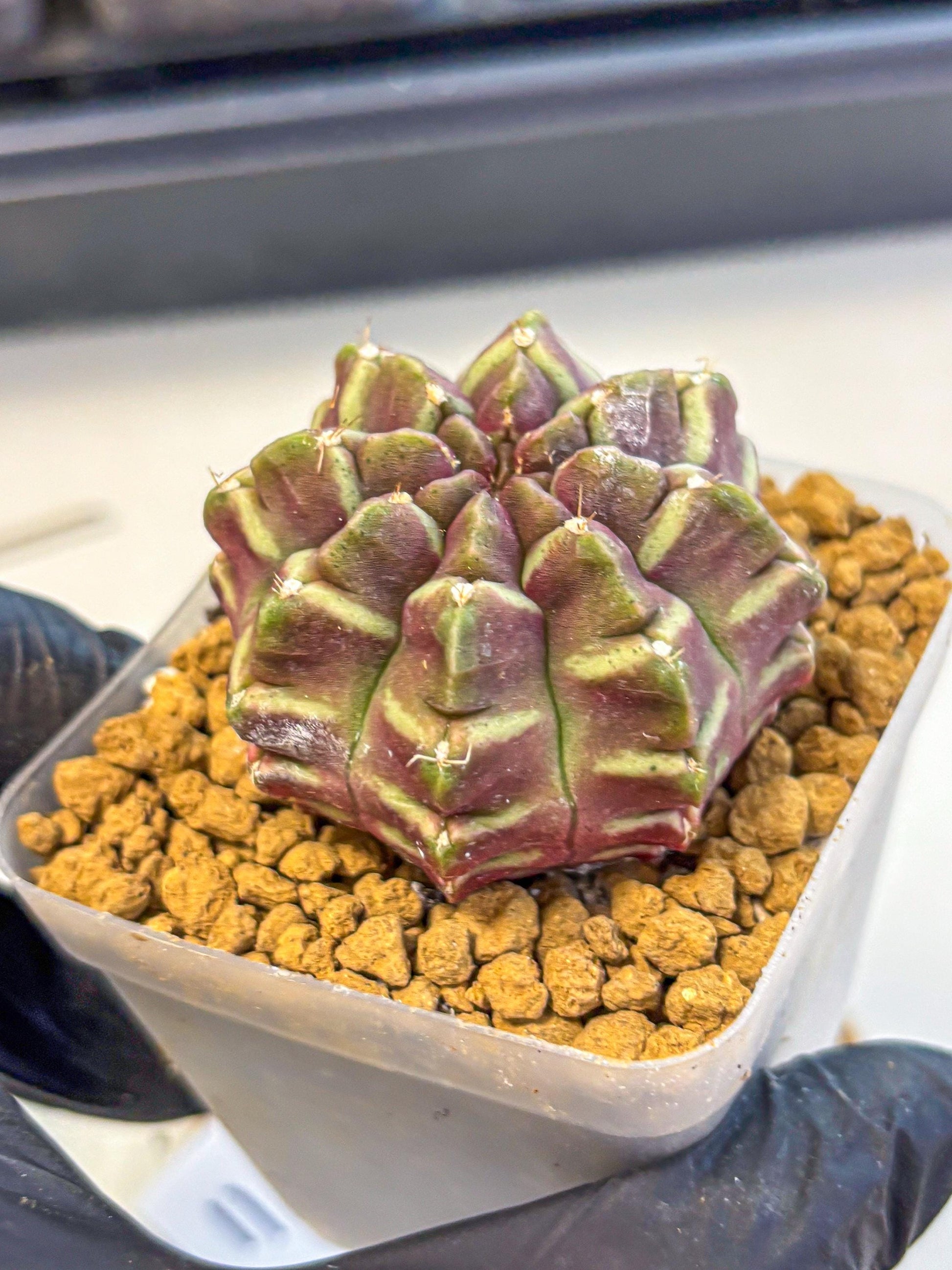 Gymnocalycium Aas Gen2 (gy17) (11) | Collector’s Edition