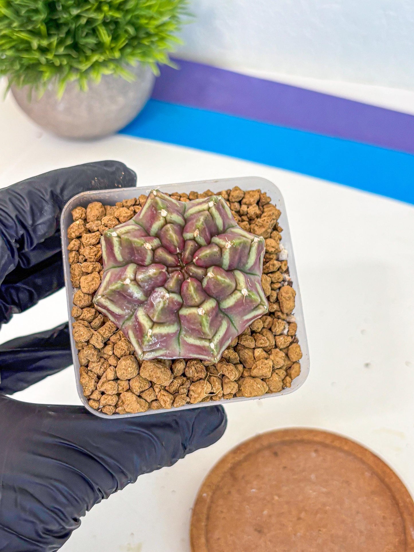 Gymnocalycium Aas Gen2 (gy17) (11) | Collector’s Edition