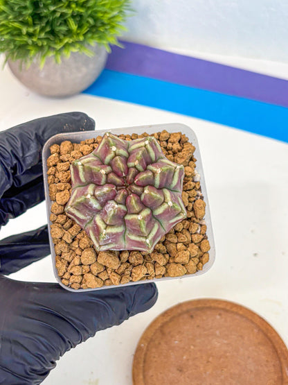 Gymnocalycium Aas Gen2 (gy17) (11) | Collector’s Edition
