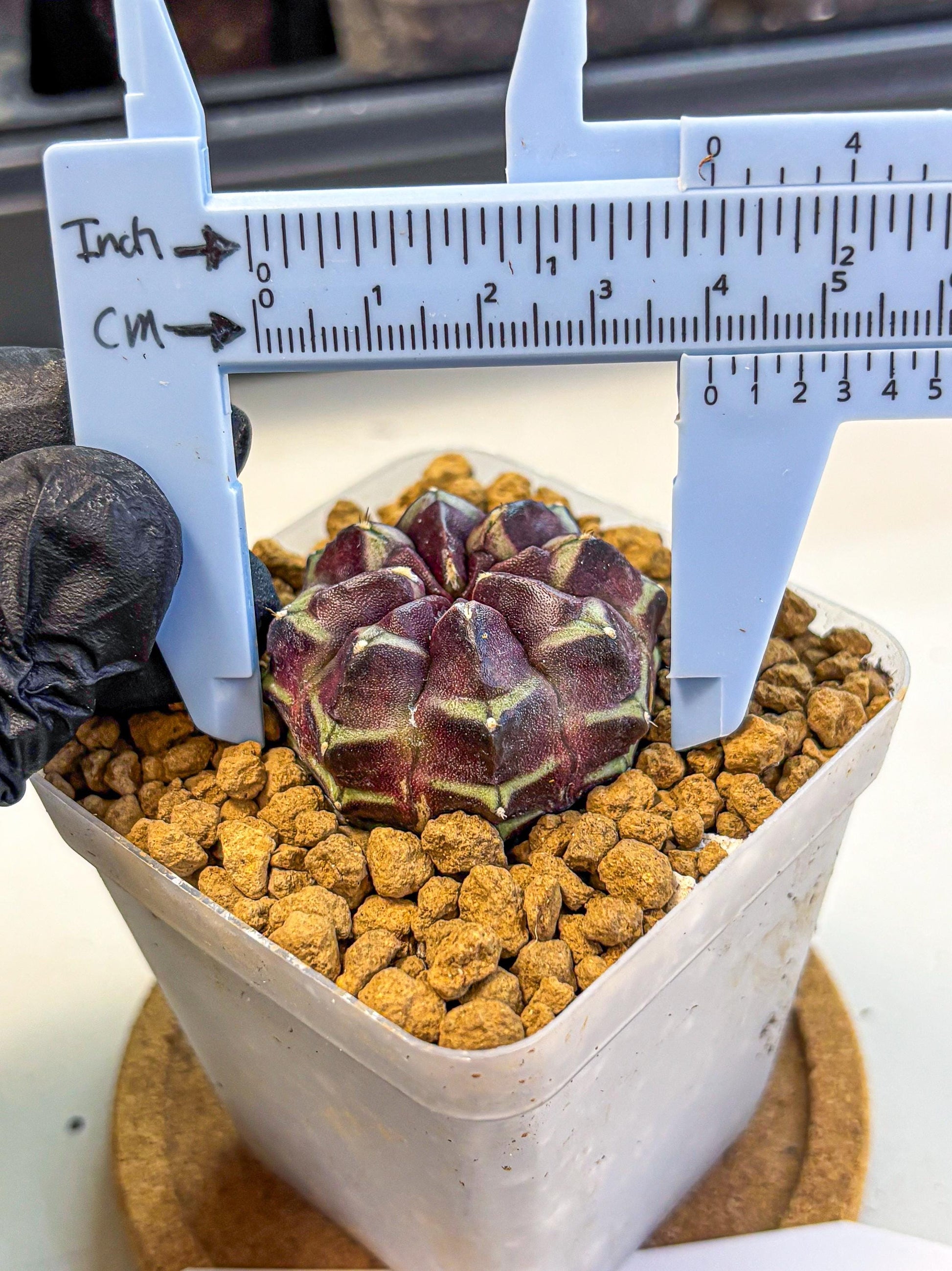 Gymnocalycium Aas Gen2 (gy17) (12) | Collector’s Edition