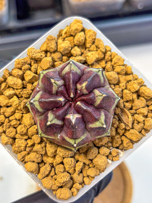 Gymnocalycium Aas Gen2 (gy17) (12) | Collector’s Edition