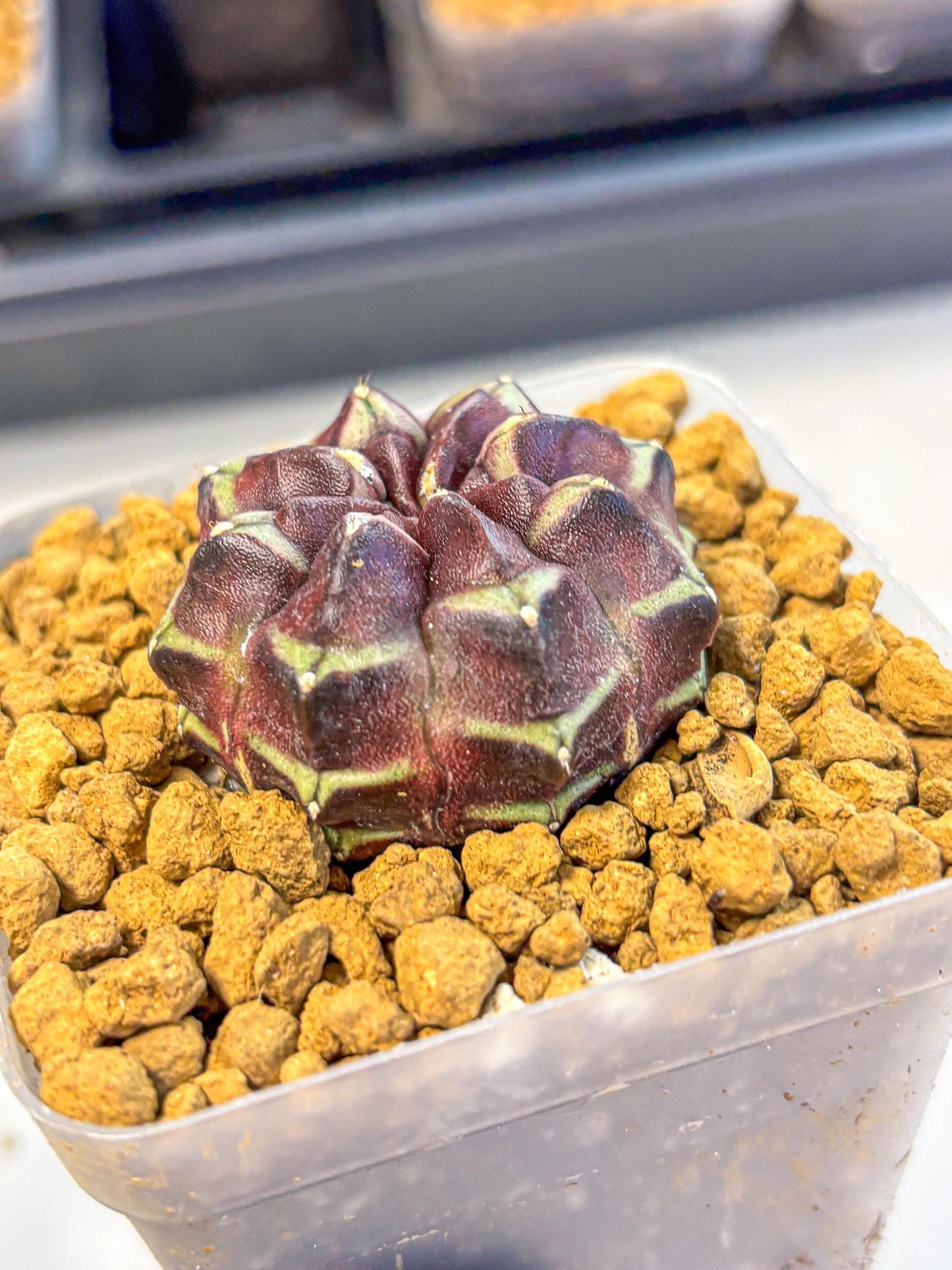 Gymnocalycium Aas Gen2 (gy17) (12) | Collector’s Edition