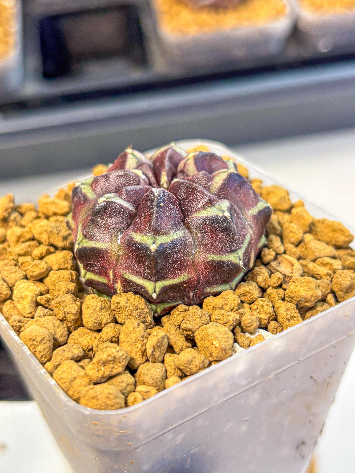 Gymnocalycium Aas Gen2 (gy17) (12) | Collector’s Edition