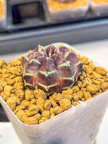 Gymnocalycium Aas Gen2 (gy17) (12) | Collector’s Edition