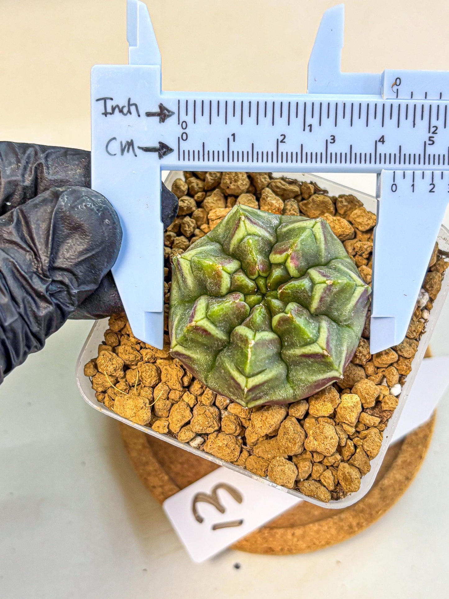 Gymnocalycium Aas Gen2 (gy17) (13) | Collector’s Edition
