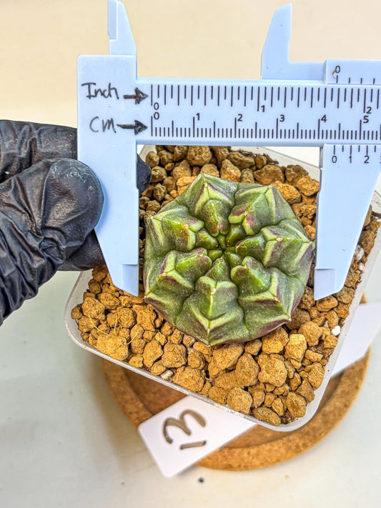 Gymnocalycium Aas Gen2 (gy17) (13) | Collector’s Edition