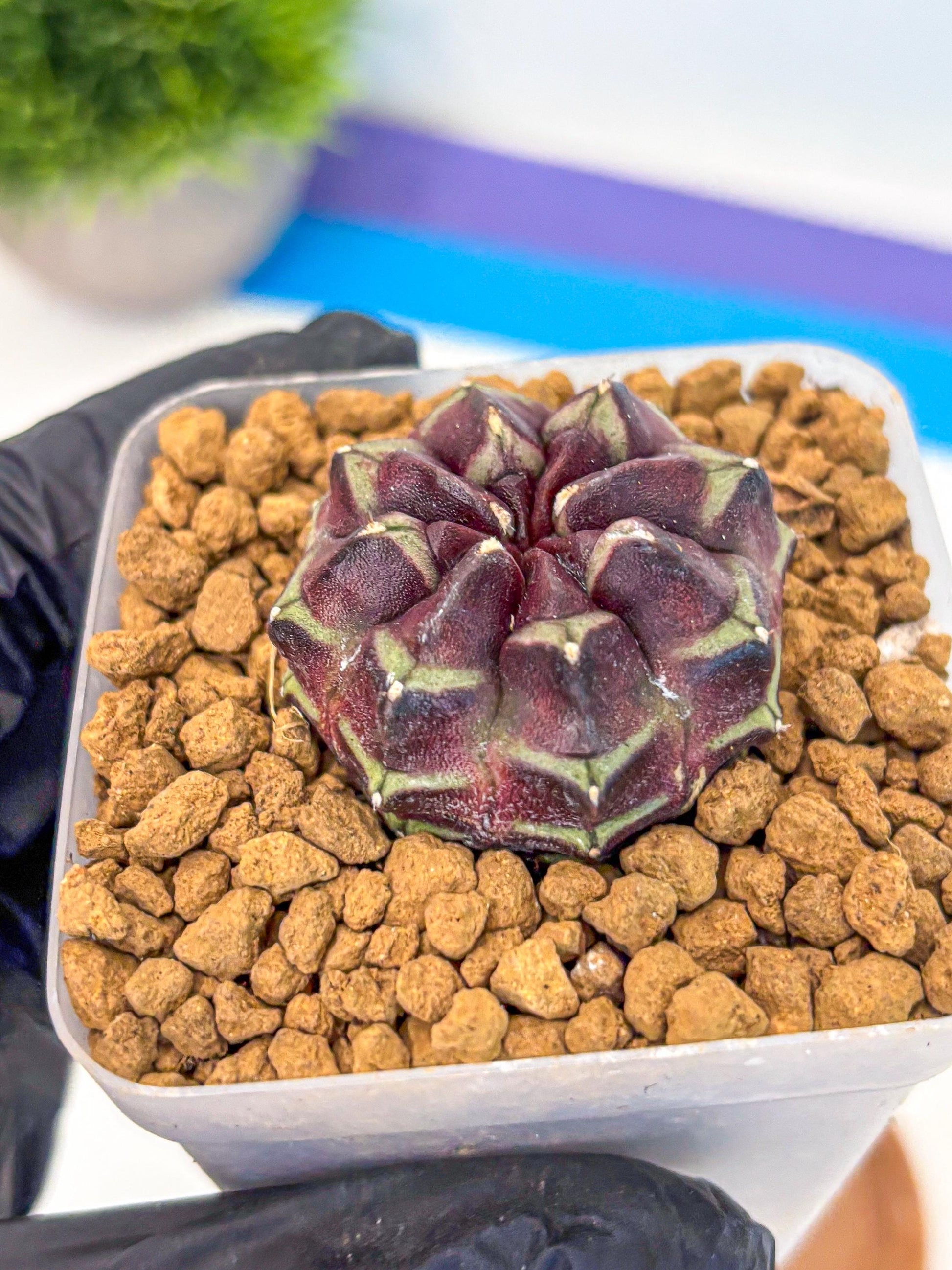 Gymnocalycium Aas Gen2 (gy17) (12) | Collector’s Edition