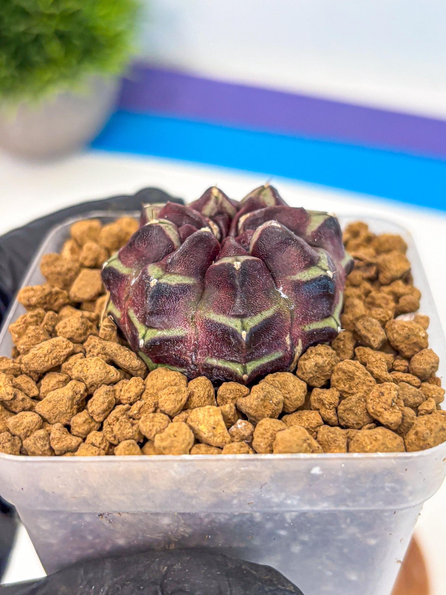 Gymnocalycium Aas Gen2 (gy17) (12) | Collector’s Edition