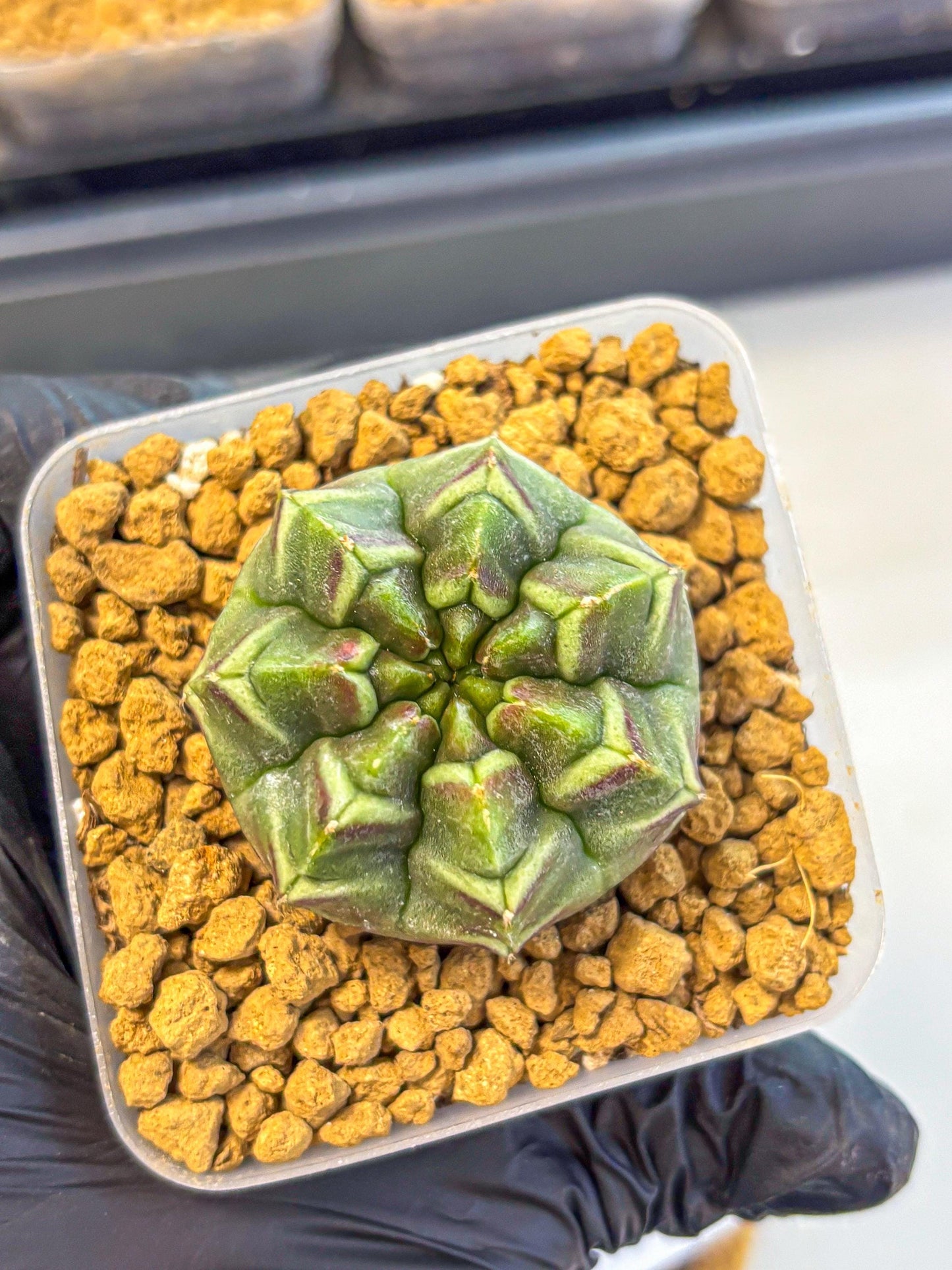 Gymnocalycium Aas Gen2 (gy17) (13) | Collector’s Edition
