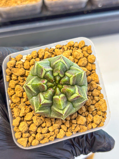 Gymnocalycium Aas Gen2 (gy17) (13) | Collector’s Edition