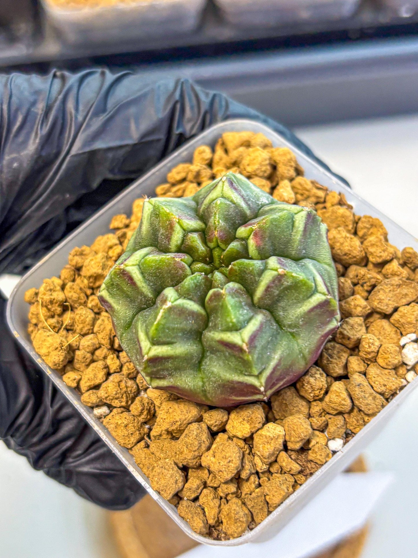 Gymnocalycium Aas Gen2 (gy17) (13) | Collector’s Edition