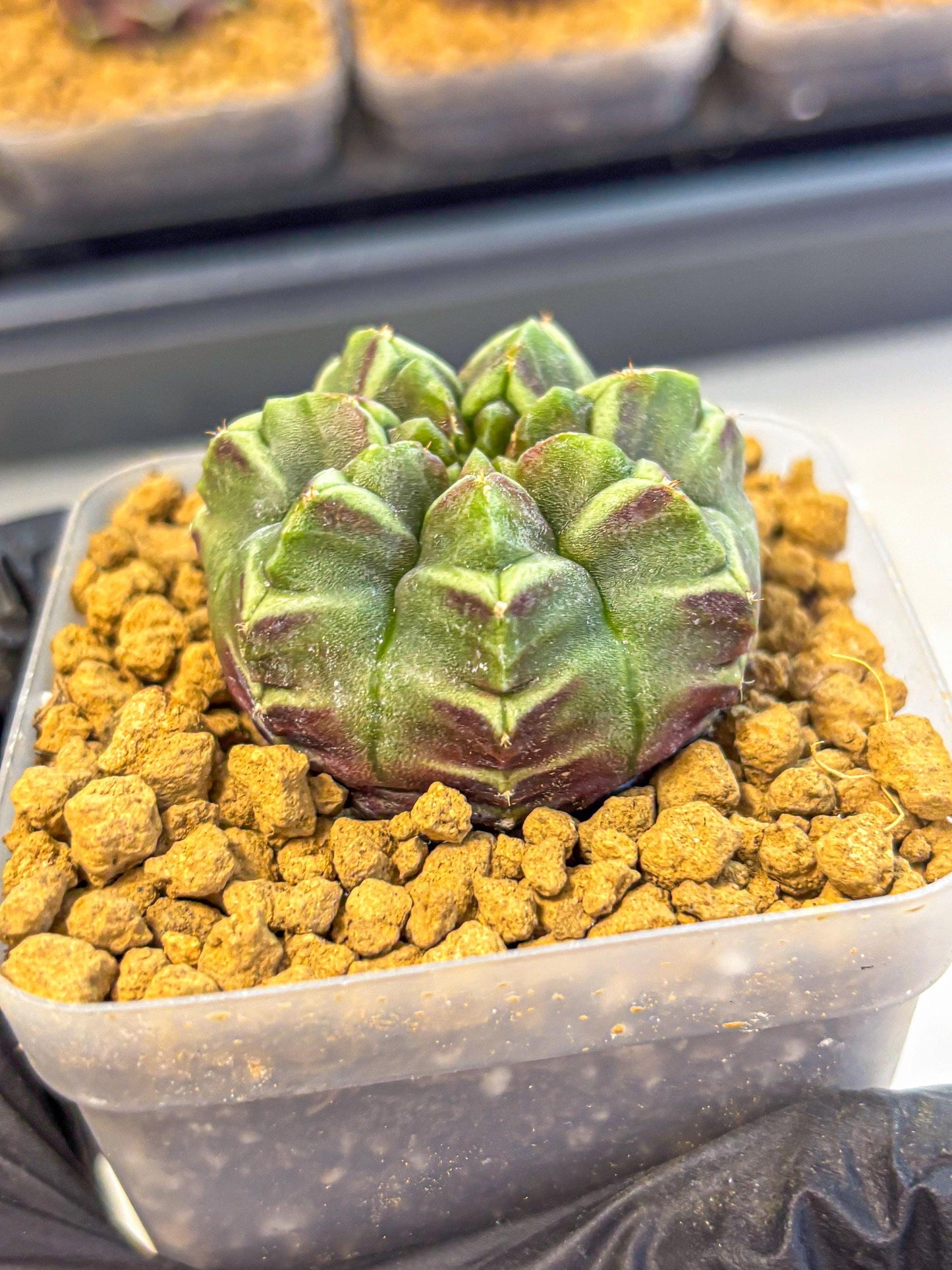 Gymnocalycium Aas Gen2 (gy17) (13) | Collector’s Edition