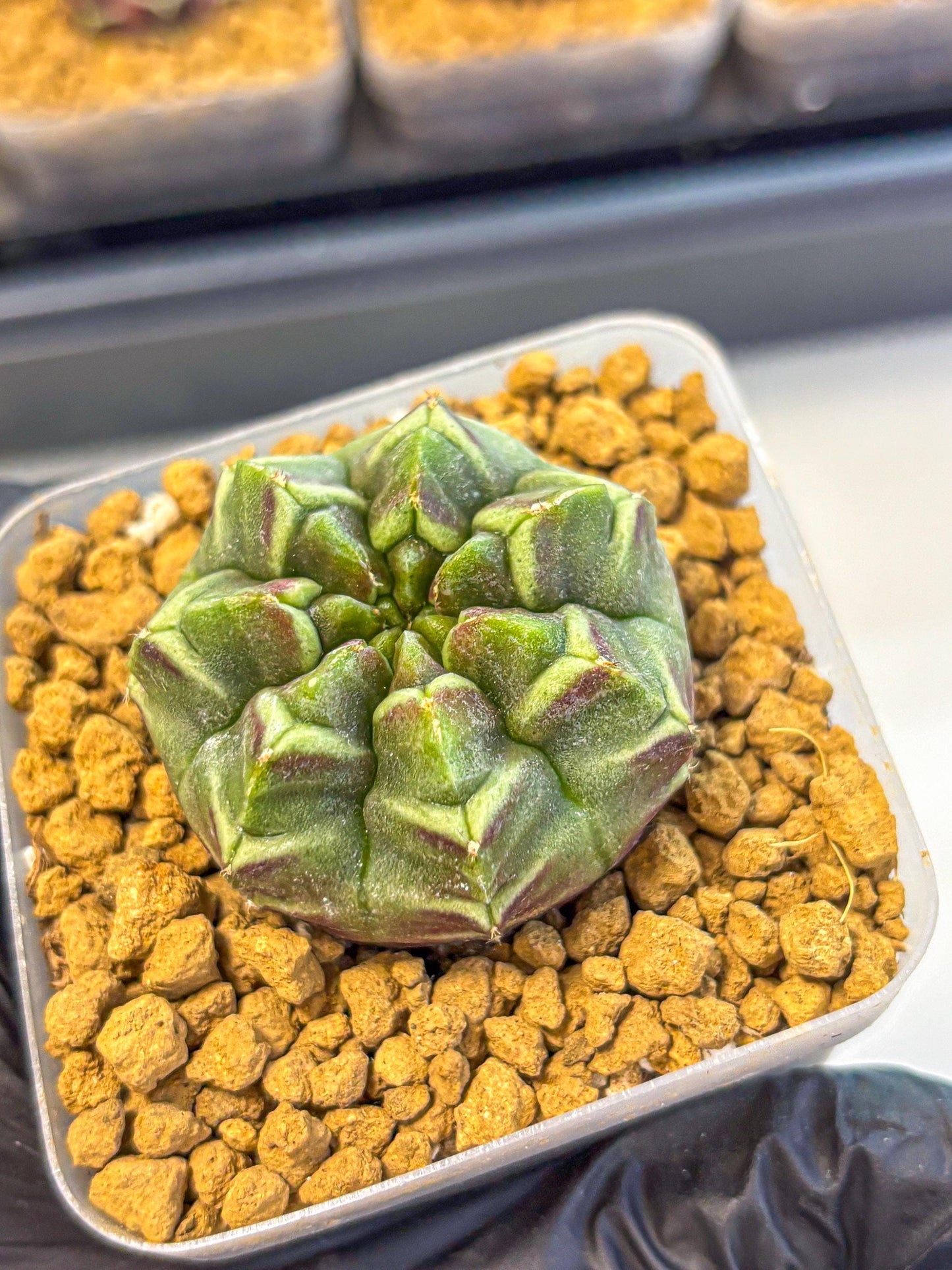 Gymnocalycium Aas Gen2 (gy17) (13) | Collector’s Edition