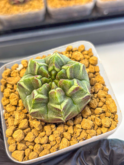 Gymnocalycium Aas Gen2 (gy17) (13) | Collector’s Edition