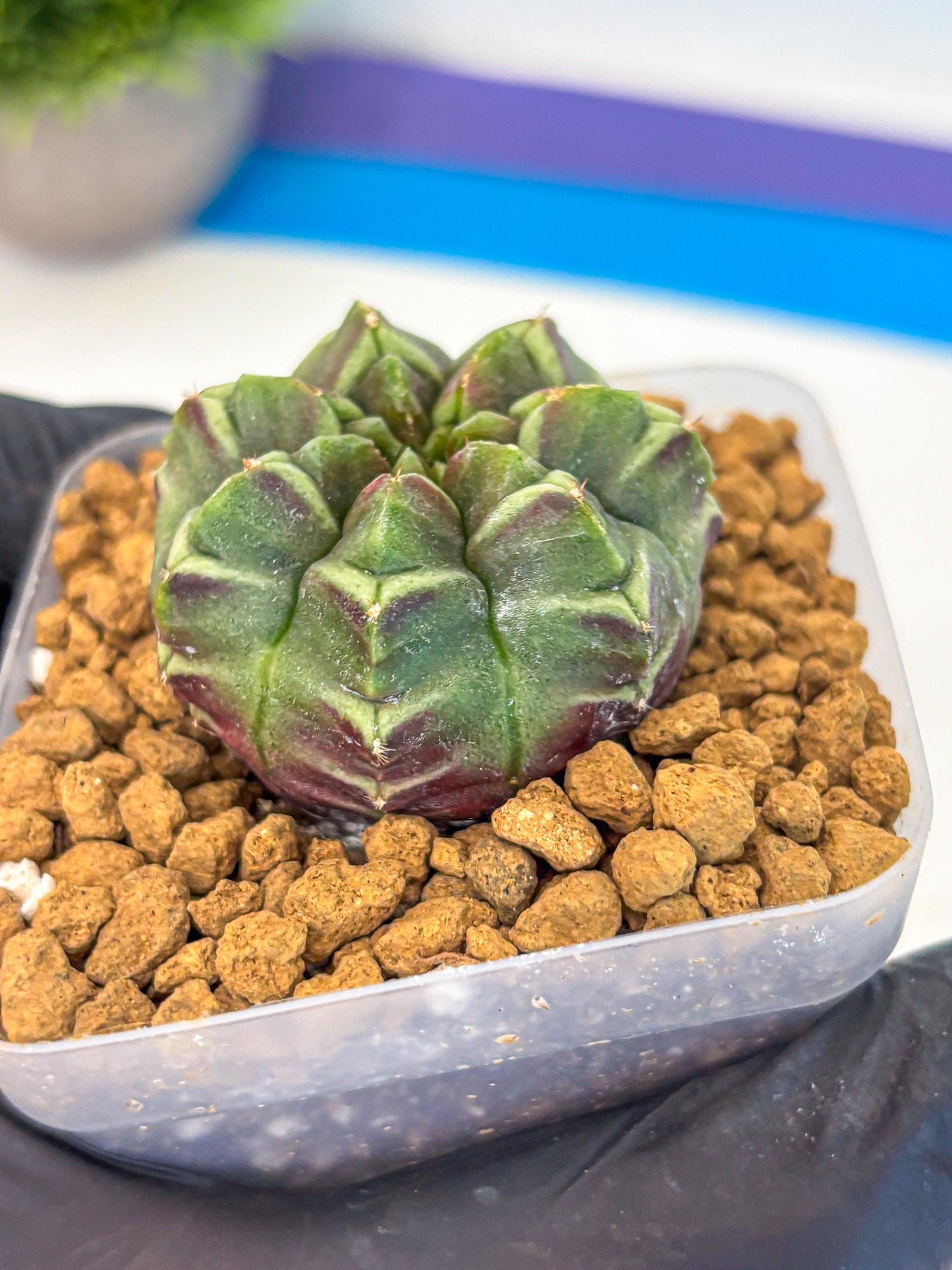 Gymnocalycium Aas Gen2 (gy17) (13) | Collector’s Edition