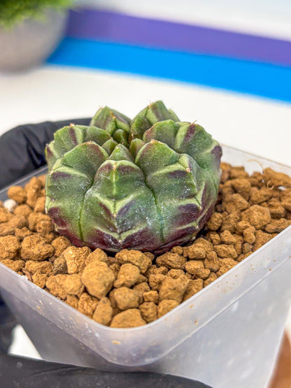 Gymnocalycium Aas Gen2 (gy17) (13) | Collector’s Edition