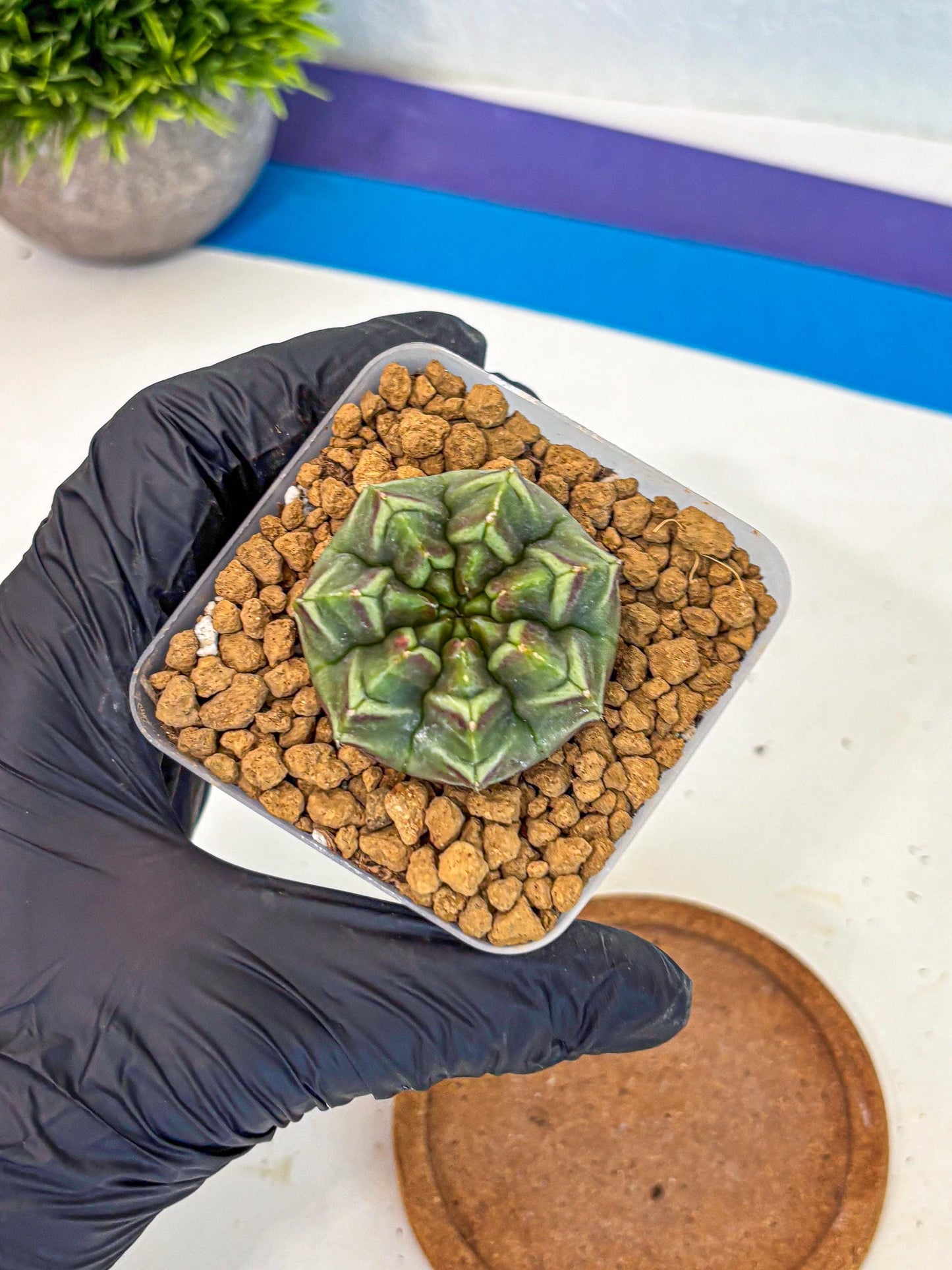 Gymnocalycium Aas Gen2 (gy17) (13) | Collector’s Edition