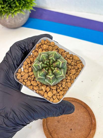 Gymnocalycium Aas Gen2 (gy17) (13) | Collector’s Edition