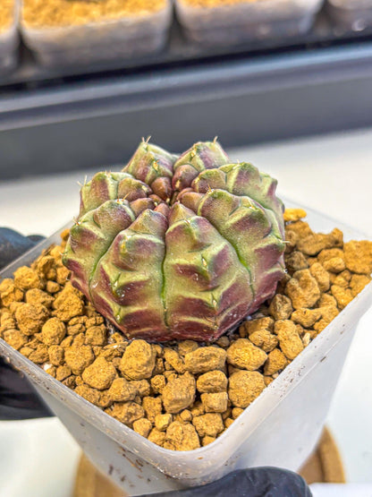 Gymnocalycium Aas Gen2 (gy17) (14) | Collector’s Edition
