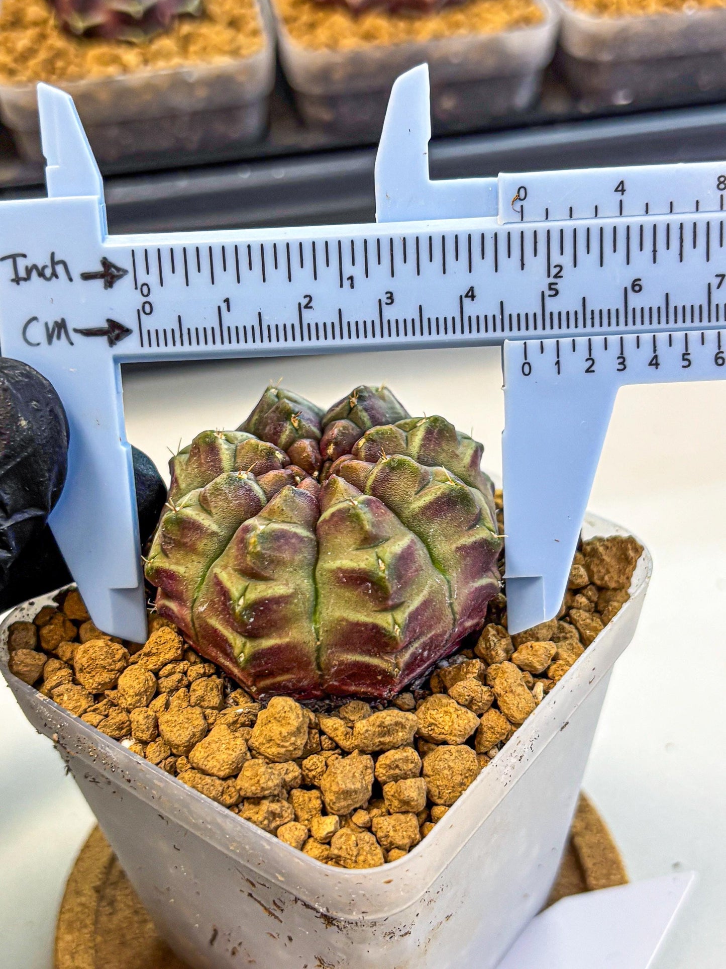 Gymnocalycium Aas Gen2 (gy17) (14) | Collector’s Edition