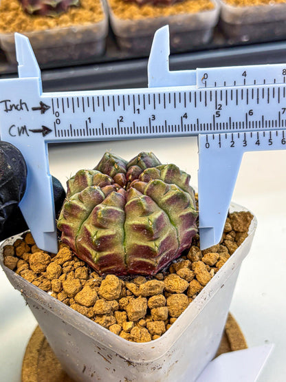 Gymnocalycium Aas Gen2 (gy17) (14) | Collector’s Edition