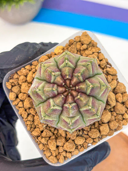 Gymnocalycium Aas Gen2 (gy17) (14) | Collector’s Edition