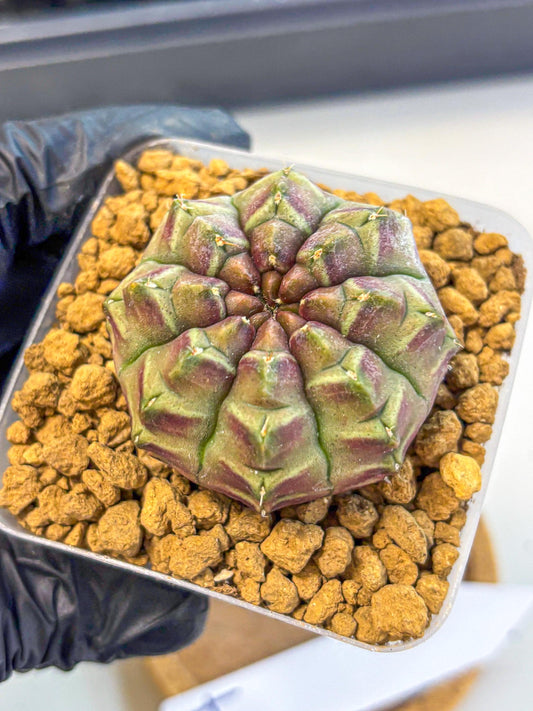 Gymnocalycium Aas Gen2 (gy17) (14) | Collector’s Edition
