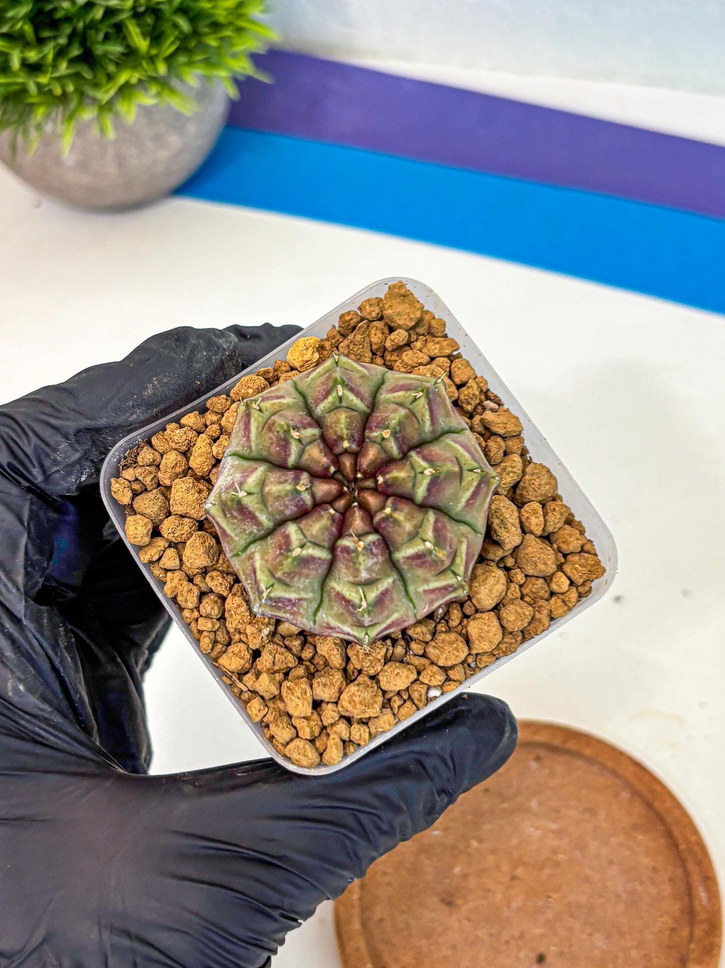 Gymnocalycium Aas Gen2 (gy17) (14) | Collector’s Edition