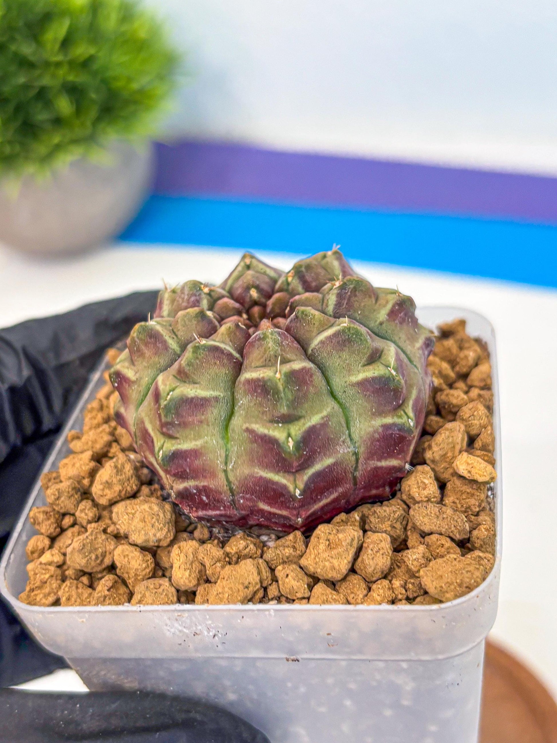 Gymnocalycium Aas Gen2 (gy17) (14) | Collector’s Edition