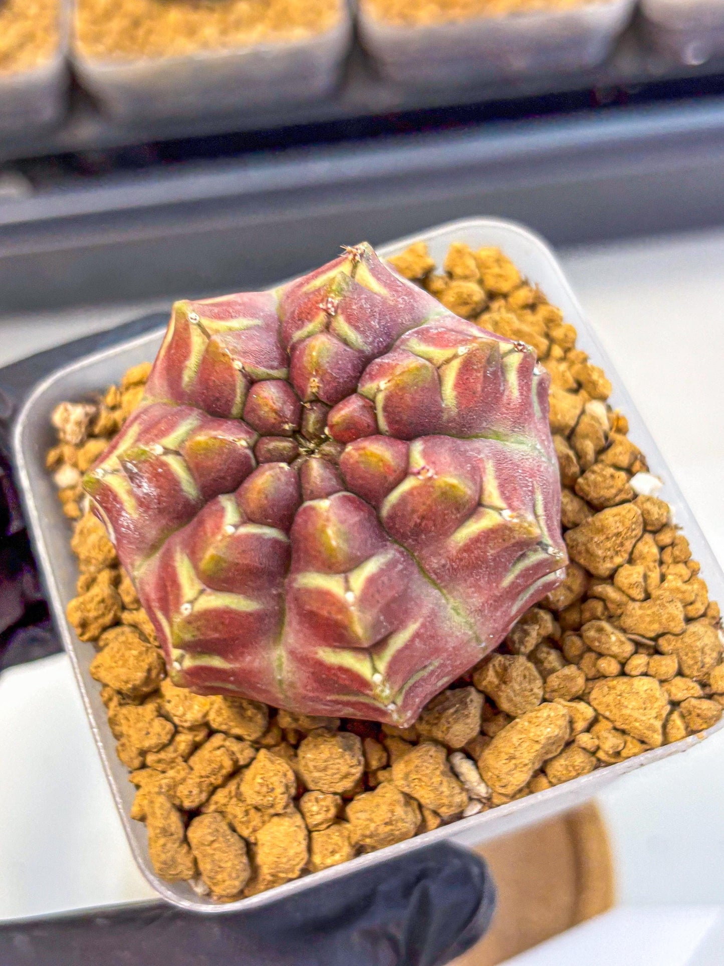 Gymnocalycium Aas Gen2 (gy17) (15) | Collector’s Edition