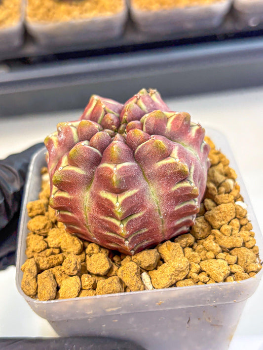Gymnocalycium Aas Gen2 (gy17) (15) | Collector’s Edition