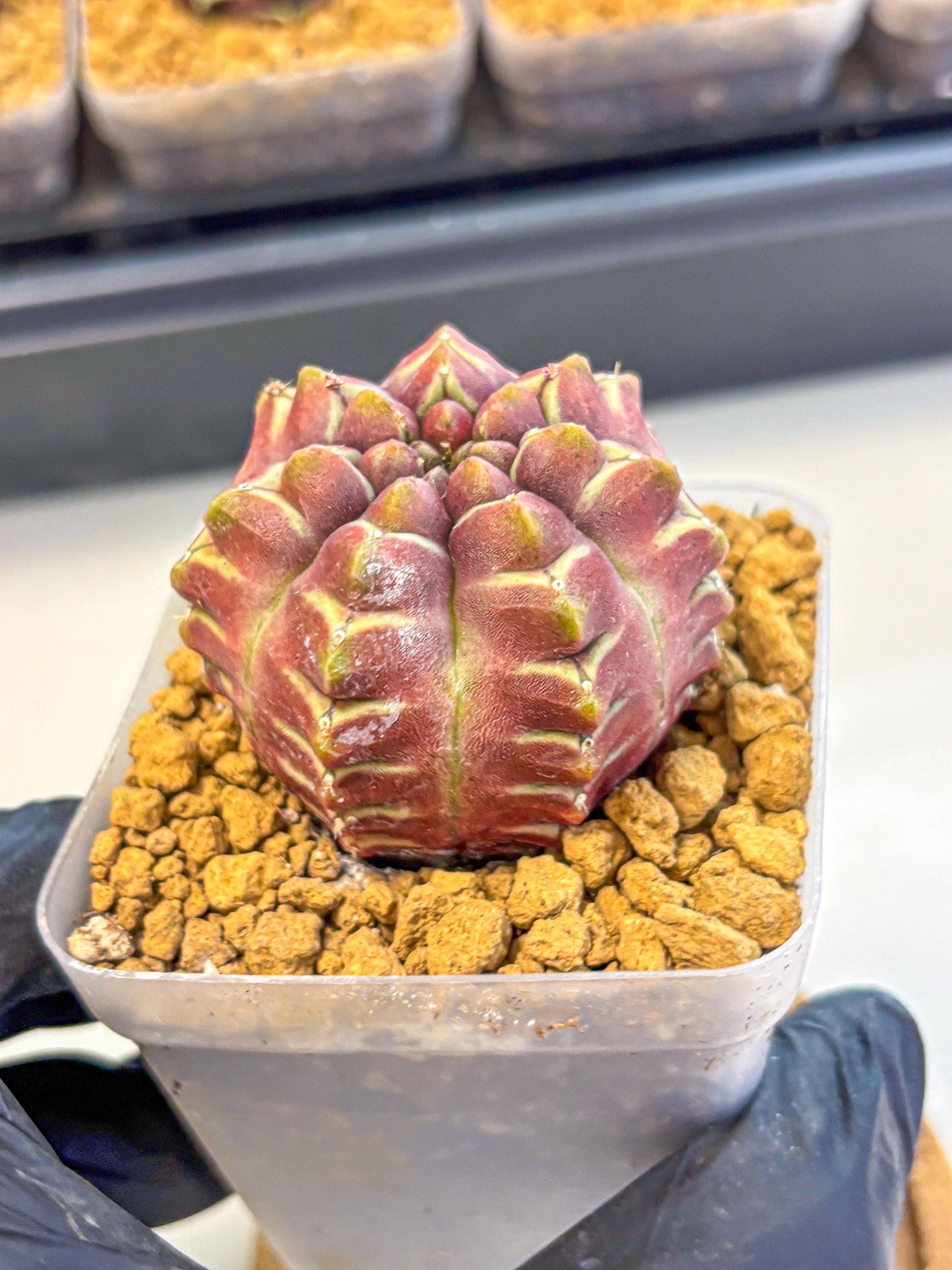 Gymnocalycium Aas Gen2 (gy17) (15) | Collector’s Edition