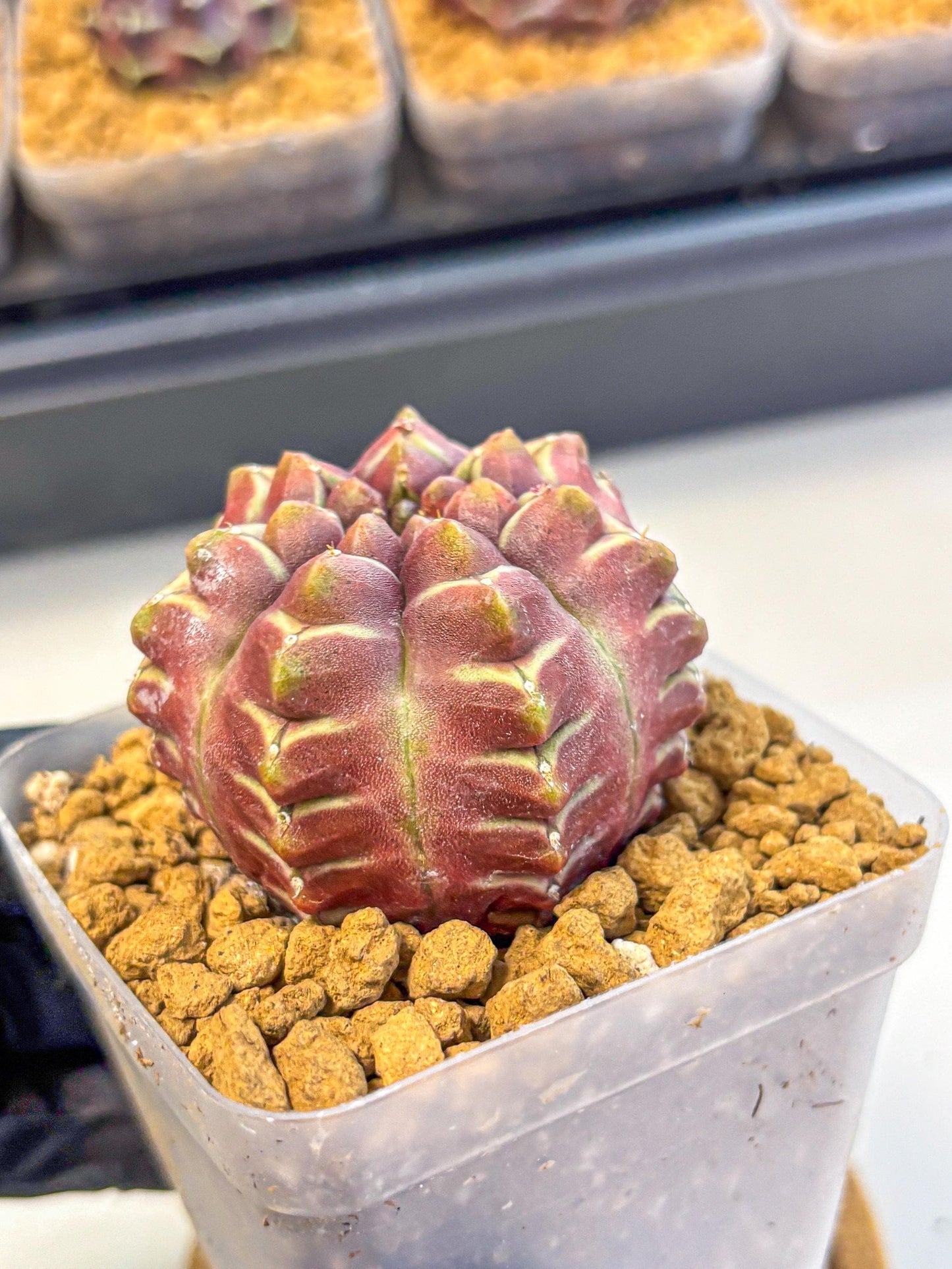 Gymnocalycium Aas Gen2 (gy17) (15) | Collector’s Edition