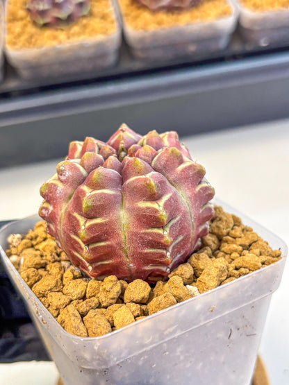 Gymnocalycium Aas Gen2 (gy17) (15) | Collector’s Edition
