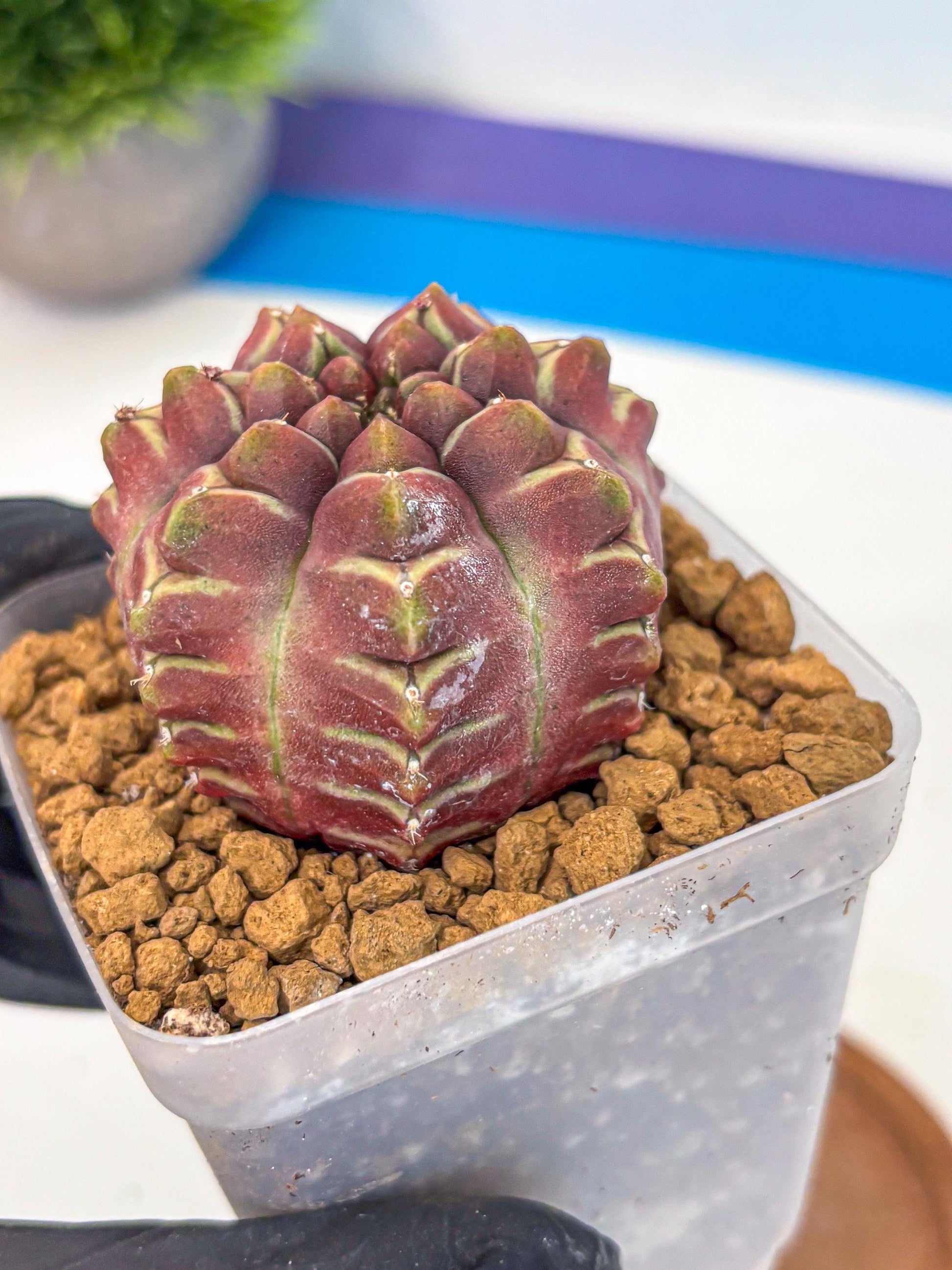 Gymnocalycium Aas Gen2 (gy17) (15) | Collector’s Edition