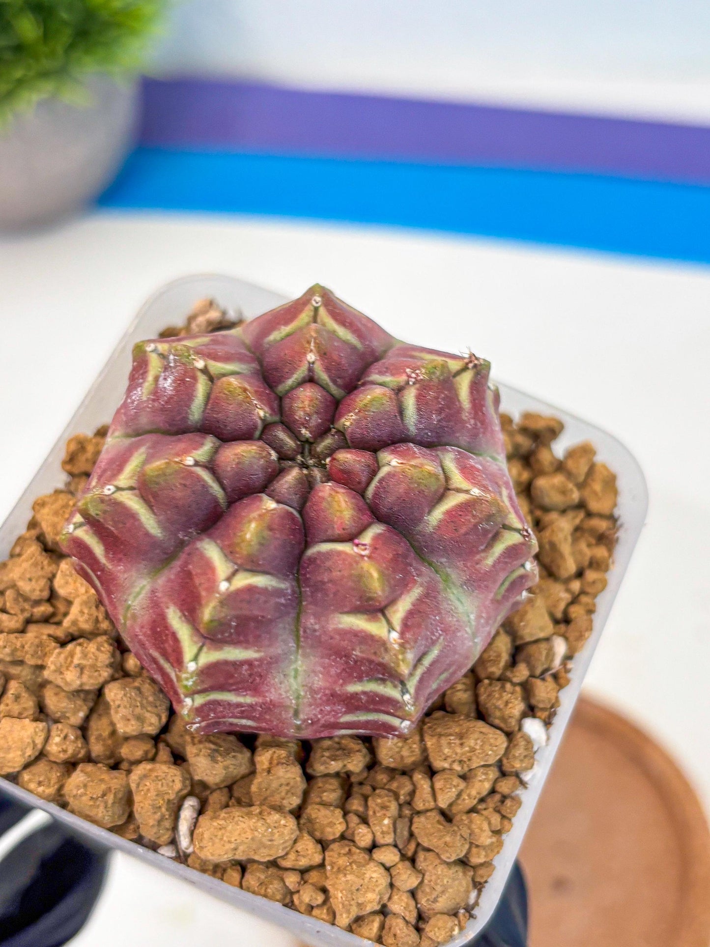Gymnocalycium Aas Gen2 (gy17) (15) | Collector’s Edition