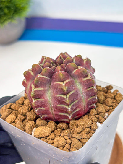 Gymnocalycium Aas Gen2 (gy17) (15) | Collector’s Edition